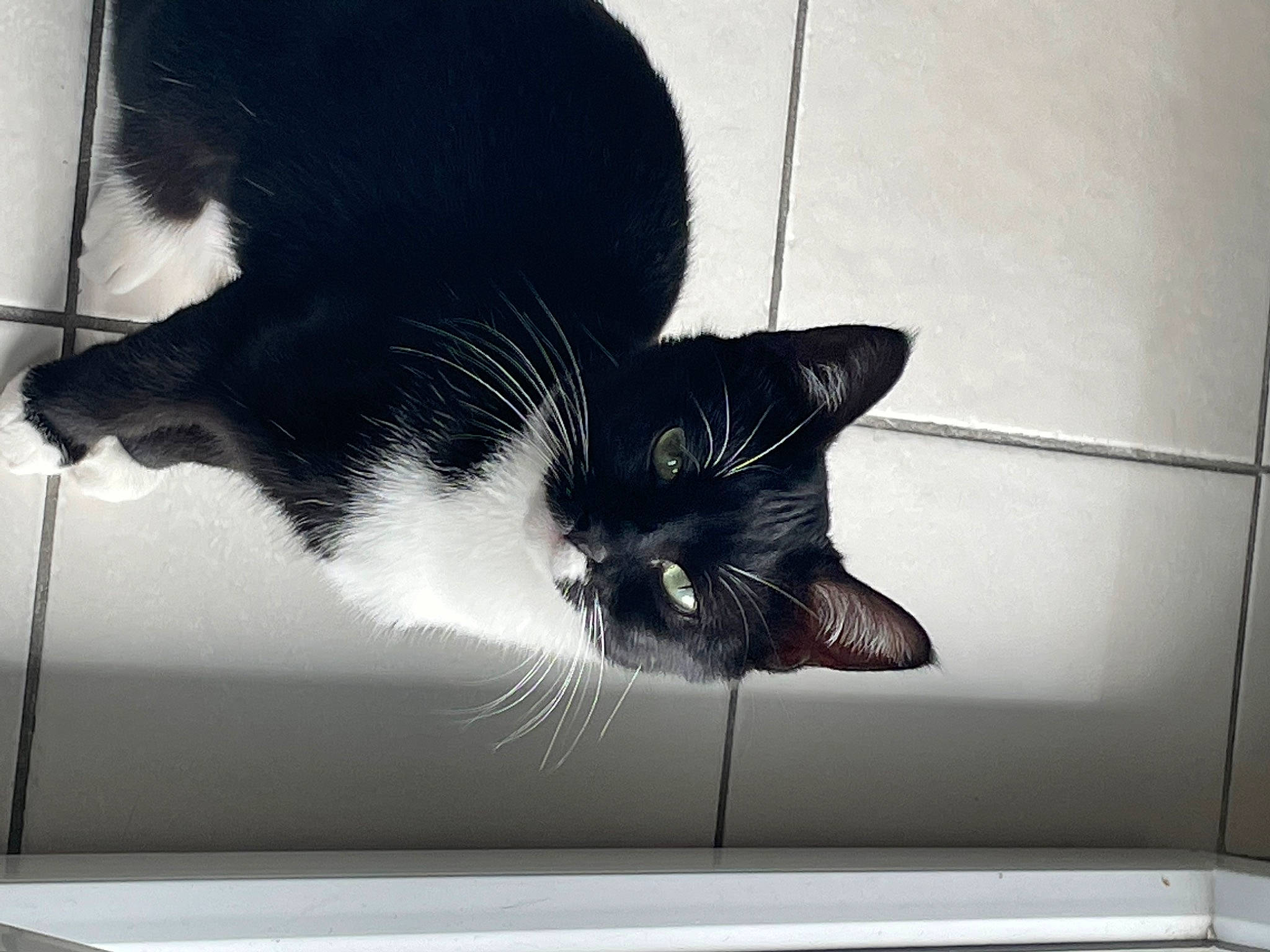 Minnie participe au concours pour gagner de l'argent avec cette photo : black_and_white, black_cat, carnivore, cat, domestic_short_haired_cat, felidae, fur, grey, mammal, monochrome, monochrome_photography, paw, small_to_medium_sized_cats, snout, style, tail, tints_and_shades, vertebrate, whiskers, window