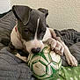 puppy, dog, soccer_ball, playing, blanket, gray, white, indoor, pet, cute, paw, fur, resting, young_dog, toy, nibbling, cozy, fabric, polka_dot, close_up