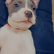 Guizmo participe au concours pour gagner de l'argent avec cette photo : animal, brown_fur, close_up, clothing, collar, companion, cute, dog, domestic_animal, ears, indoor, jeans, laying, person, pet, portrait, puppy, resting, white_fur, young