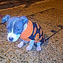 puppy, dog, sweater, orange, black, pumpkin_pattern, night, street, pavement, leash, small_dog, outdoor, animal, young_dog, cute, pet, walking, cold_weather, wearing_clothes, canine