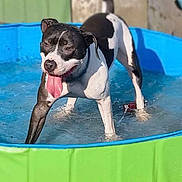 Guizmo participe au concours pour gagner de l'argent avec cette photo : dog, black_and_white, water, pool, tongue_out, happy, outdoor, summer, pet, playful, sunlight, splash, canine, backyard, animal, fun, wet, daytime, leisure, mammal