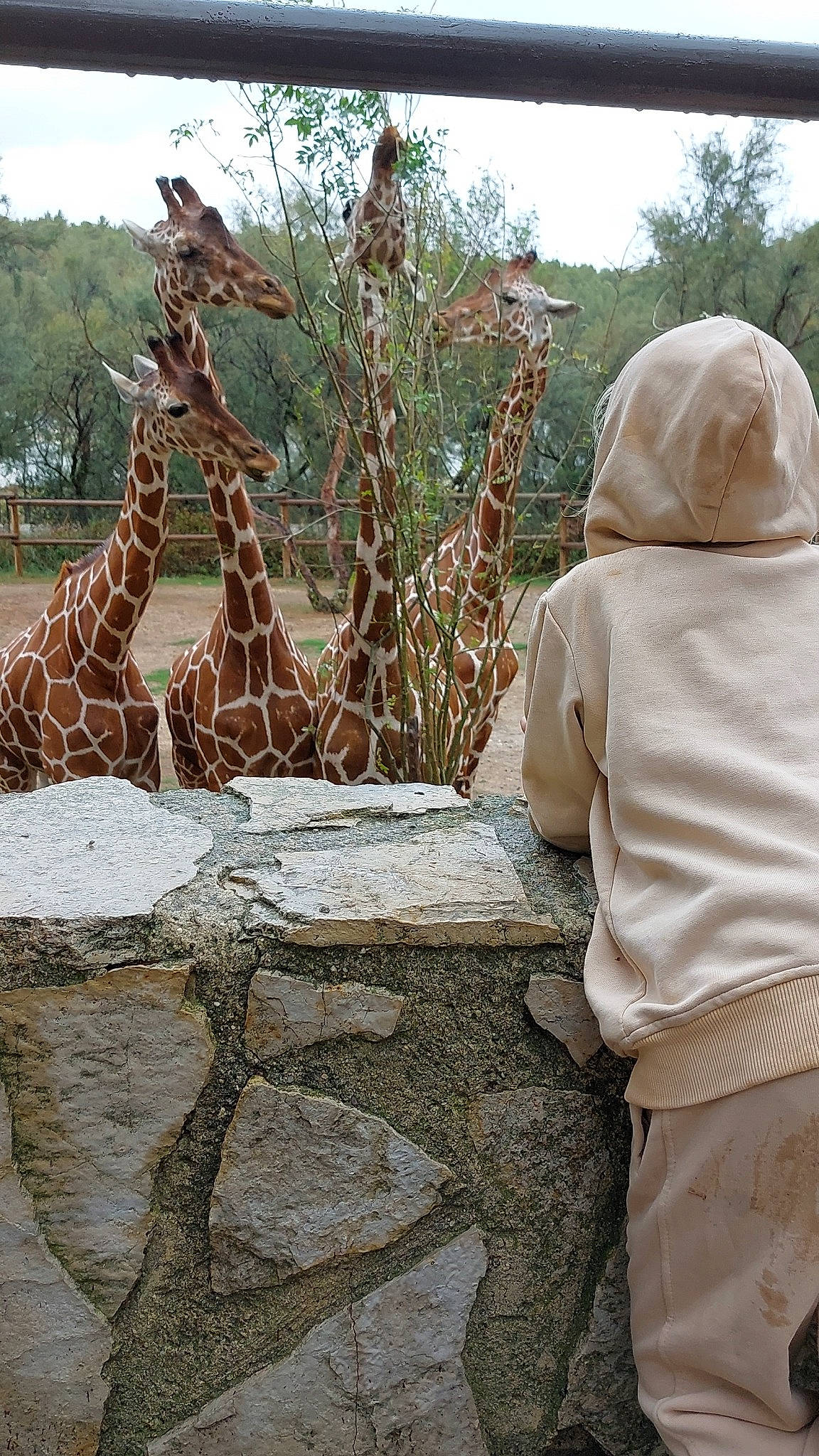 Shanna participe au concours pour gagner de l'argent avec cette photo : art, fawn, flagstone, fur, giraffe, giraffidae, grass, hat, landscape, leisure, linens, pattern, person, recreation, rock, sky, sleeve, terrestrial_animal, tree, wildlife