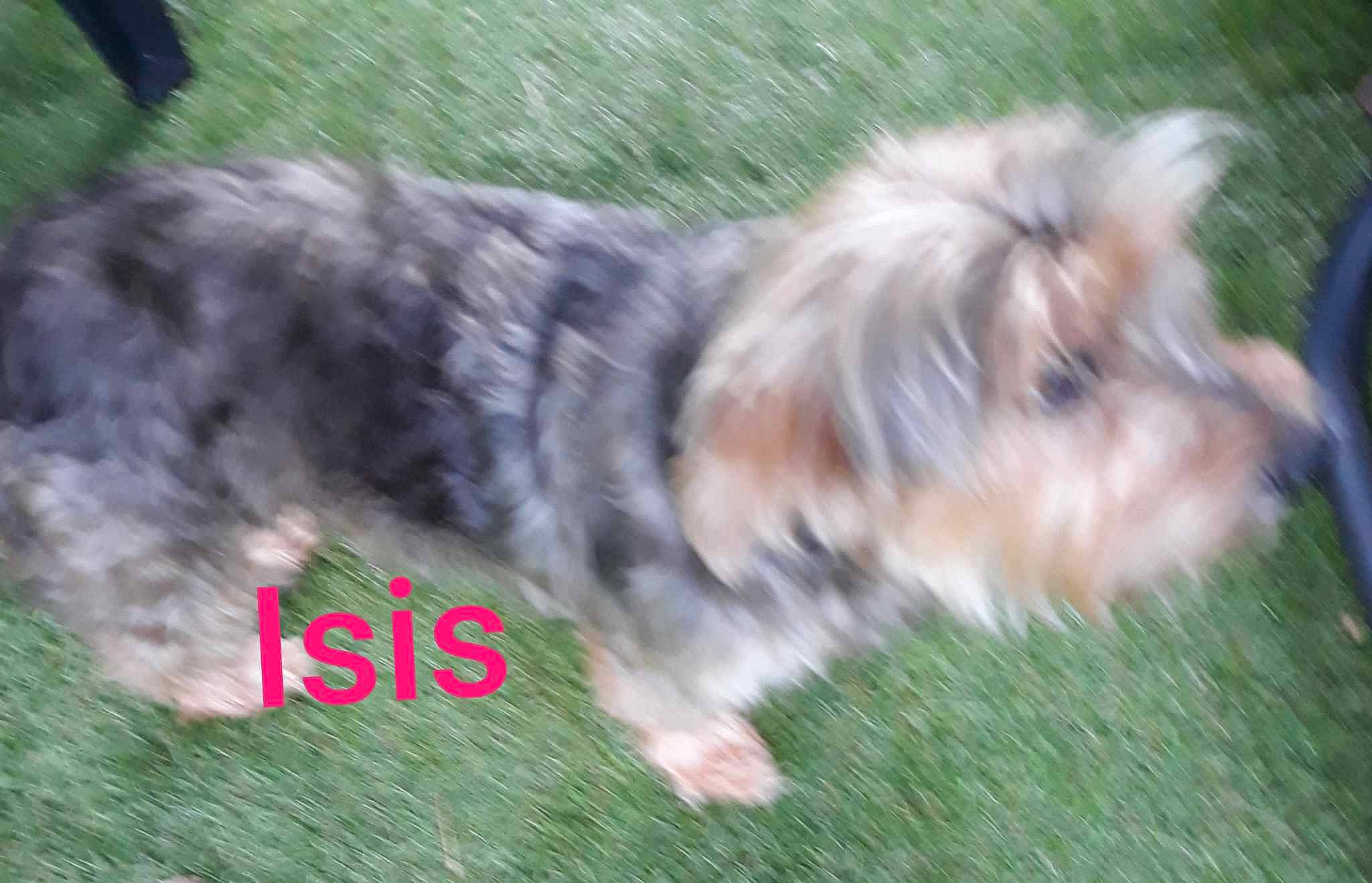 Isis participe au concours pour gagner de l'argent avec cette photo : biewer_terrier, canidae, carnivore, companion_dog, dog, dog_breed, fur, grass, plant, puppy, small_terrier, snout, sporting_group, tail, terrier, toy_dog, water_dog, working_dog