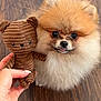 pomeranian, puppy, dog, fluffy, cute, toy, teddy_bear, hand, wooden_floor, brown, knitted, small, pet, animal, indoor, adorable, face, furry, tongue, eyes