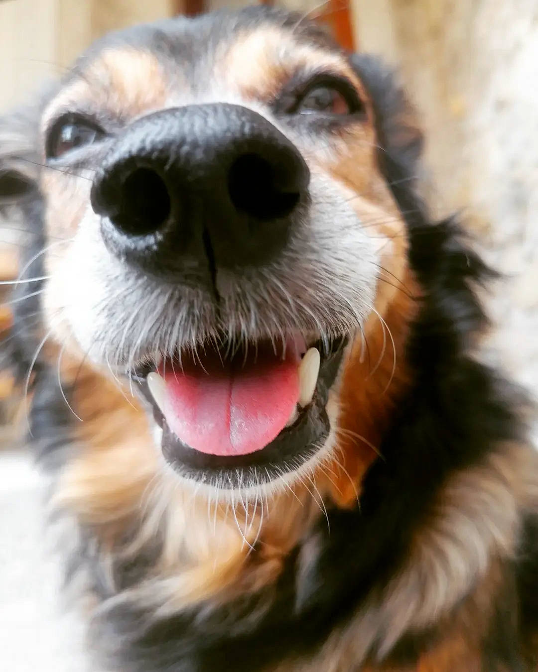 Poulette participe au concours pour gagner de l'argent avec cette photo : canidae, carnivore, close_up, collar, companion_dog, dog, dog_breed, dog_collar, fang, fawn, fur, jaw, smile, snout, sporting_group, toy_dog, whiskers, wildlife, working_animal, yawn