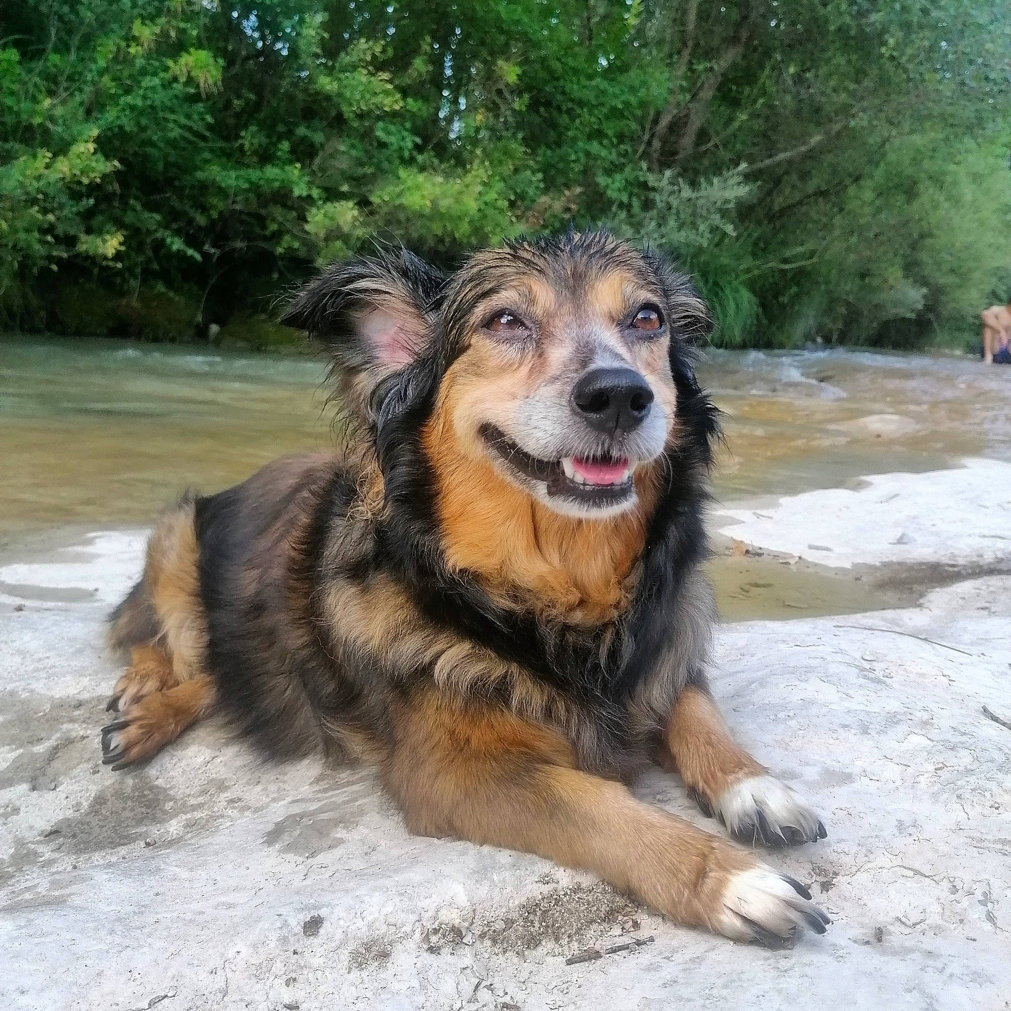 Poulette participe au concours pour gagner de l'argent avec cette photo : canidae, carnivore, companion_dog, dog, dog_breed, fur, guard_dog, herding_dog, lake, old_german_shepherd_dog, snout, sporting_group, terrestrial_animal, tervuren, tree, water, working_animal, working_dog