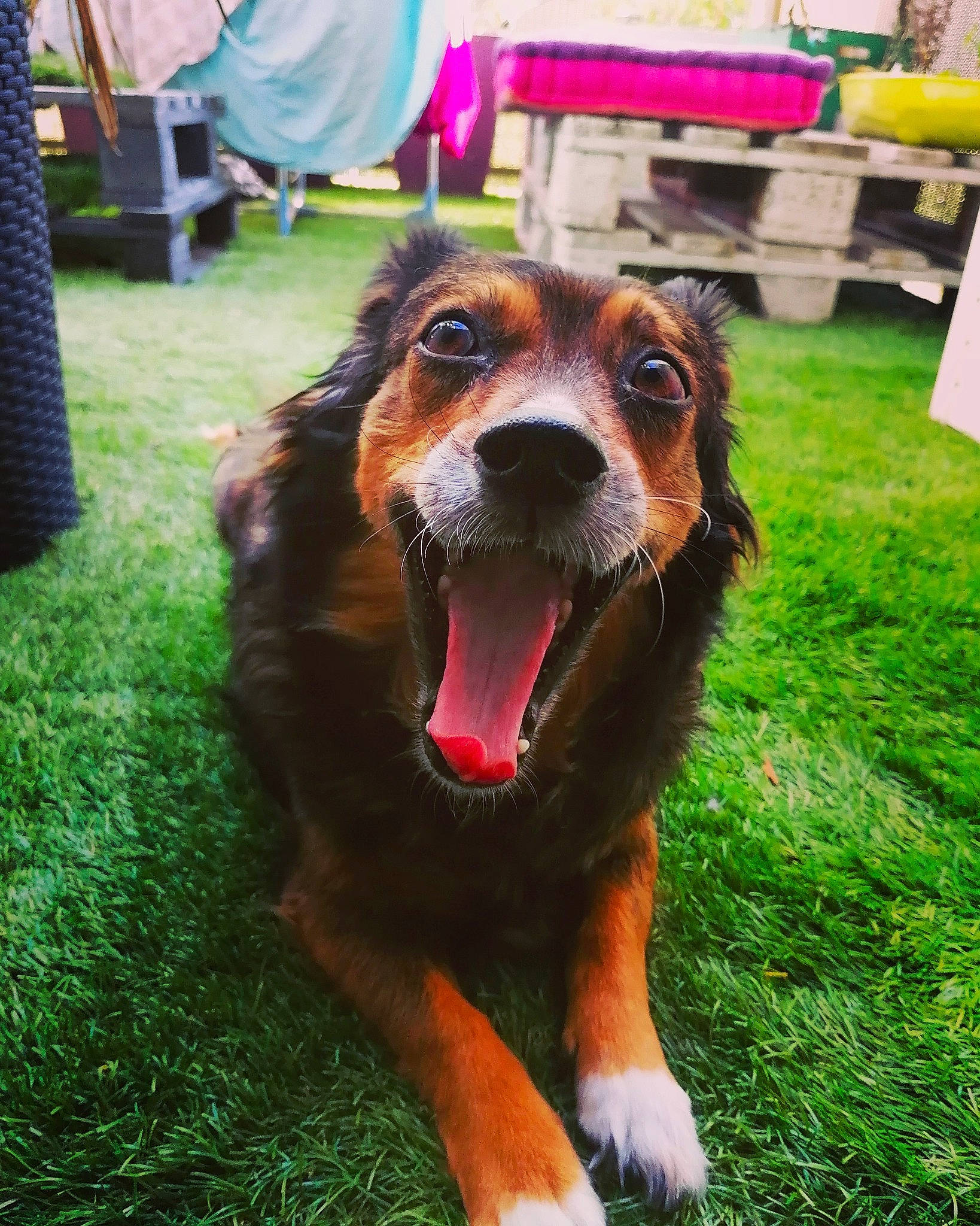 Poulette a rejoint le concours — aidez-le/la à gagner de superbes lots ! canidae, carnivore, chair, collar, companion_dog, dog, dog_breed, fawn, fur, grass, guard_dog, leash, liver, plant, snout, sporting_group, table, whiskers, working_animal, working_dog