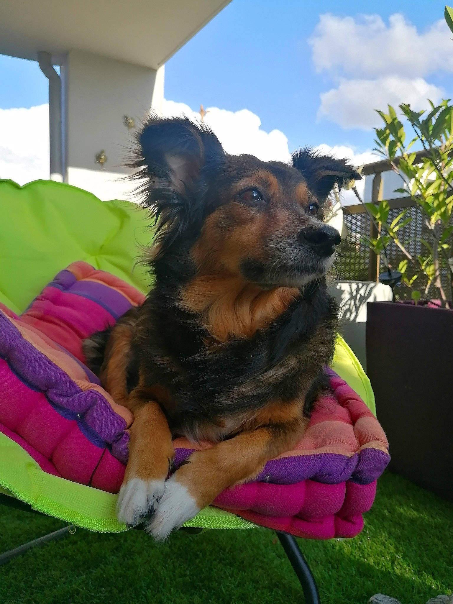 Poulette participe au concours pour gagner de l'argent avec cette photo : canidae, carnivore, cloud, collar, companion_dog, dog, dog_breed, dog_supply, east_european_shepherd, fawn, fun, german_shepherd_dog, grass, herding_dog, old_german_shepherd_dog, plant, shade, sky, snout, sporting_group