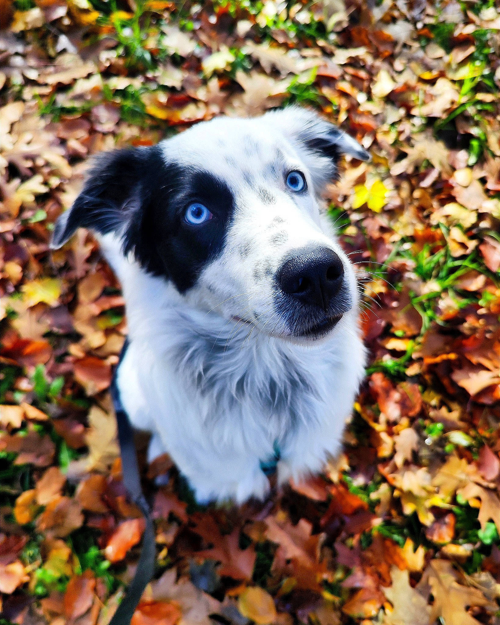 Django a rejoint le concours — aidez-le/la à gagner de superbes lots ! autumn, canidae, carnivore, companion_dog, dog, dog_breed, grass, groundcover, herding_dog, plant, puppy, snout, soil, sporting_group, tail, terrestrial_animal, tree, whiskers, working_animal, working_dog