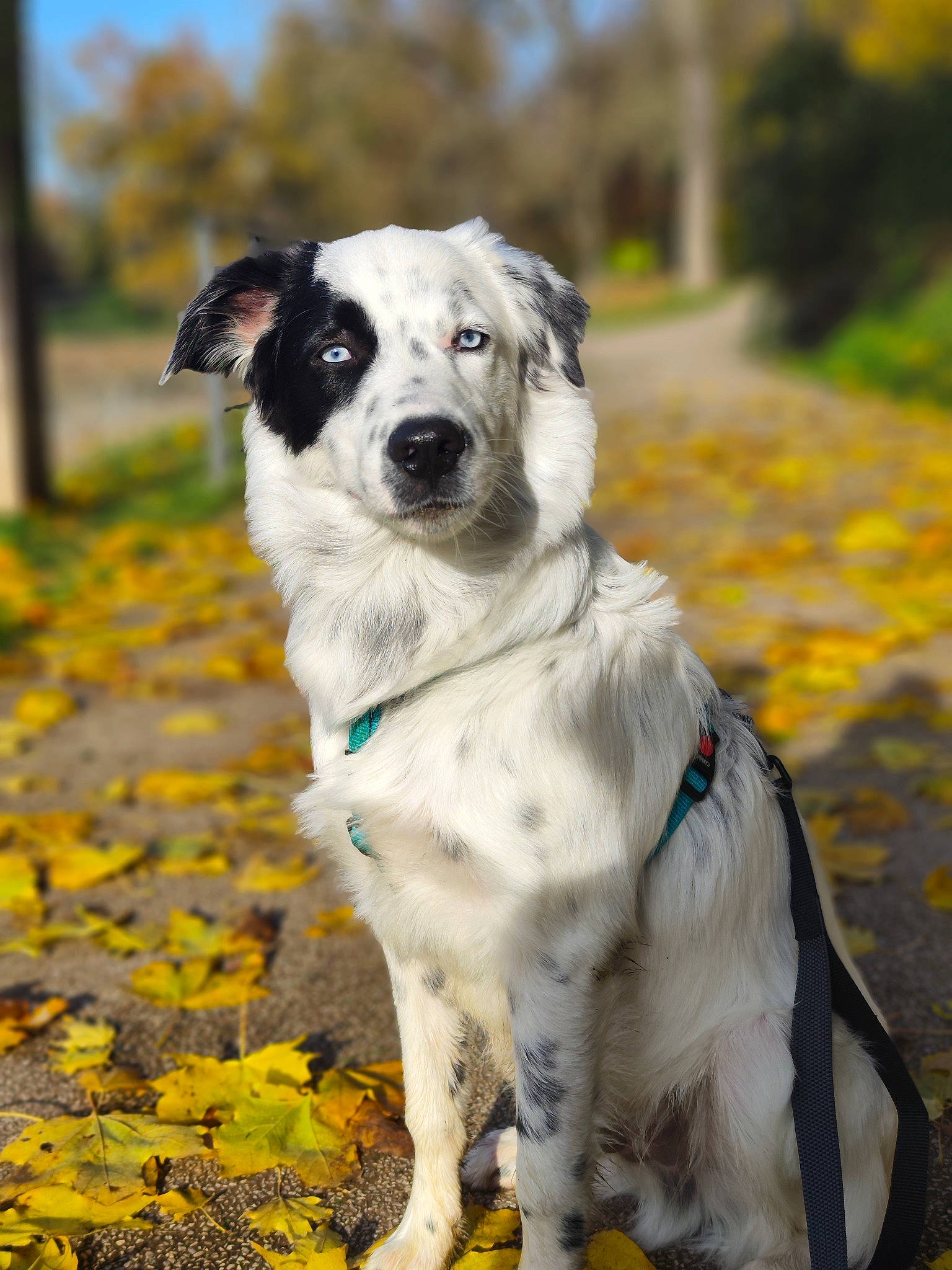 Django participe au concours pour gagner de l'argent avec cette photo : canidae, carnivore, collar, companion_dog, dog, dog_breed, flower, grass, plant, sky, soil, sporting_group, terrestrial_animal, tree, whiskers, working_dog