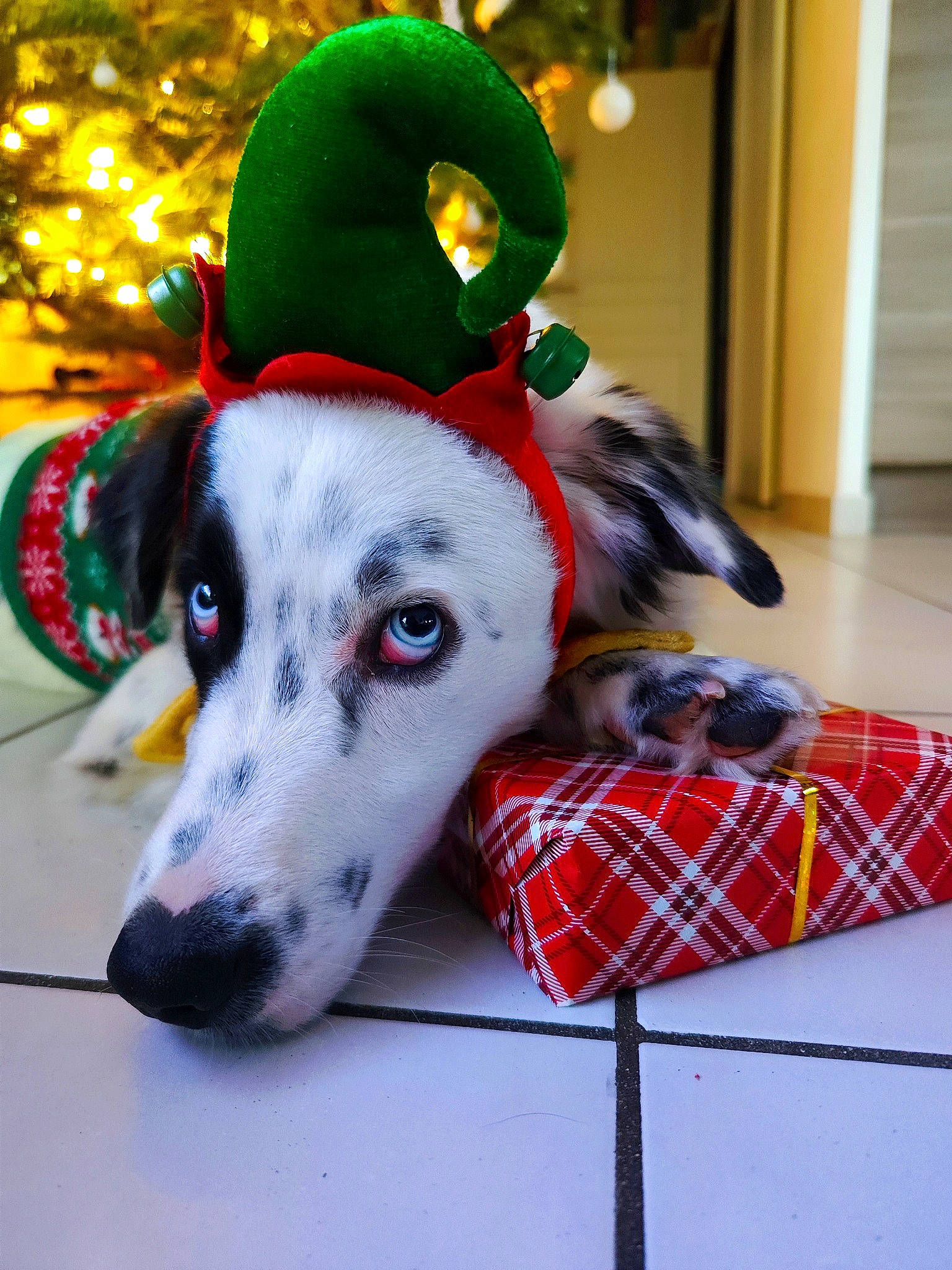 Django a rejoint le concours — aidez-le/la à gagner de superbes lots ! carnivore, collar, companion_dog, costume_hat, dog, dog_breed, dog_collar, dog_supply, event, fur, hat, holiday, pattern, pet_supply, plaid, sleeve, snout, tartan, whiskers, working_animal