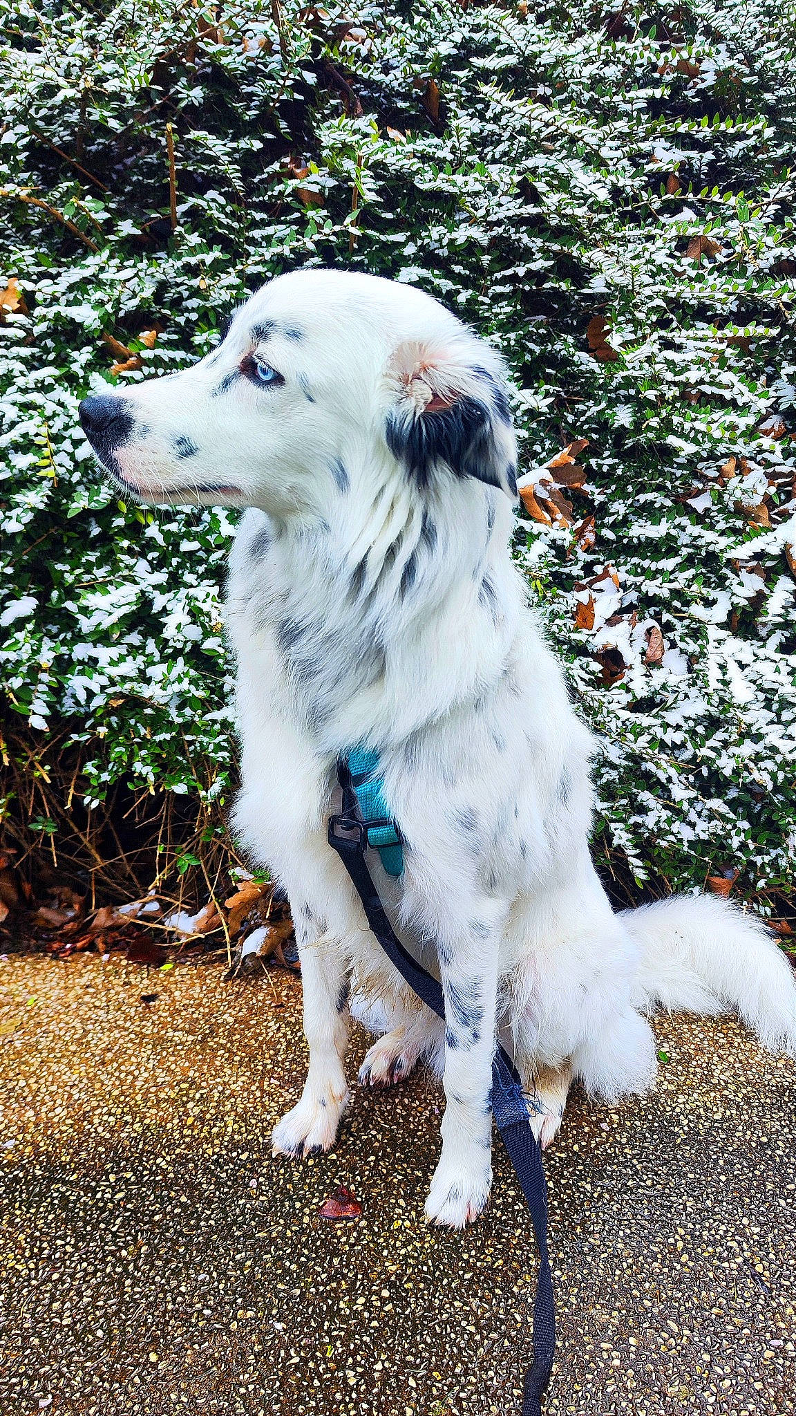 Django participe au concours pour gagner de l'argent avec cette photo : canidae, carnivore, companion_dog, dog, dog_breed, fang, fur, grass, gun_dog, plant, sporting_group, tail, terrestrial_animal, tree, working_animal, working_dog