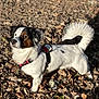 Loki a rejoint le concours — aidez-le/la à gagner de superbes lots ! dog, small_dog, white_fur, black_fur, brown_fur, harness, outdoor, leaves, autumn, nature, alert, pet, standing, tail_curl, sunlight, shadow, fur_texture, background, animal, canine