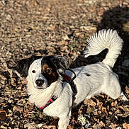 Loki participe au concours pour gagner de l'argent avec cette photo : dog, small_dog, outdoor, autumn, leaves, sunlight, fur, black_and_white, brown_patch, harness, curled_tail, pet, animal, nature, daylight, standing, looking, closeup, canine, playful