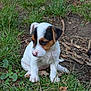 Héla participe au concours pour gagner de l'argent avec cette photo : puppy, dog, grass, outdoor, nature, young, animal, pet, cute, sitting, white, black, brown, small, fur, curious, ground, leaf, playful, ears