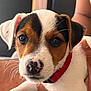Héla participe au concours pour gagner de l'argent avec cette photo : puppy, dog, close_up, pet, animal, collar, white_fur, brown_fur, black_fur, cute, whiskers, face, young_dog, indoor, person, hand, curious, fur, nose, portrait
