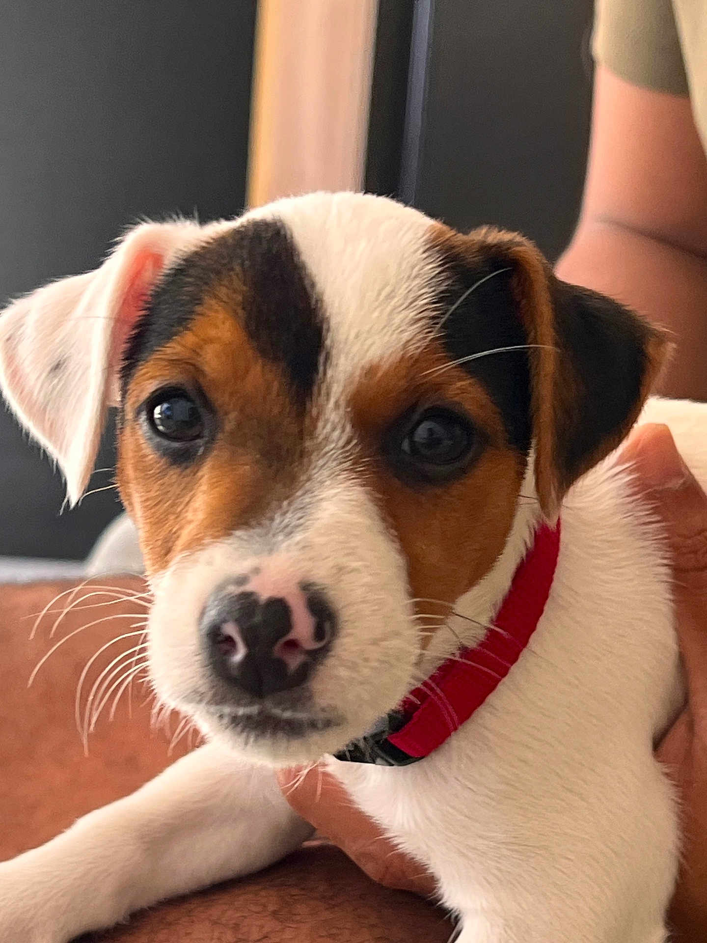 Héla participe au concours pour gagner de l'argent avec cette photo : puppy, dog, close_up, pet, animal, collar, white_fur, brown_fur, black_fur, cute, whiskers, face, young_dog, indoor, person, hand, curious, fur, nose, portrait