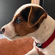 Héla participe au concours pour gagner de l'argent avec cette photo : puppy, dog, pet, collar, white_fur, brown_fur, black_fur, side_profile, indoor, close_up, paw, person, resting, cute, young_dog, animal, domestic_animal, face, fur_texture, attention