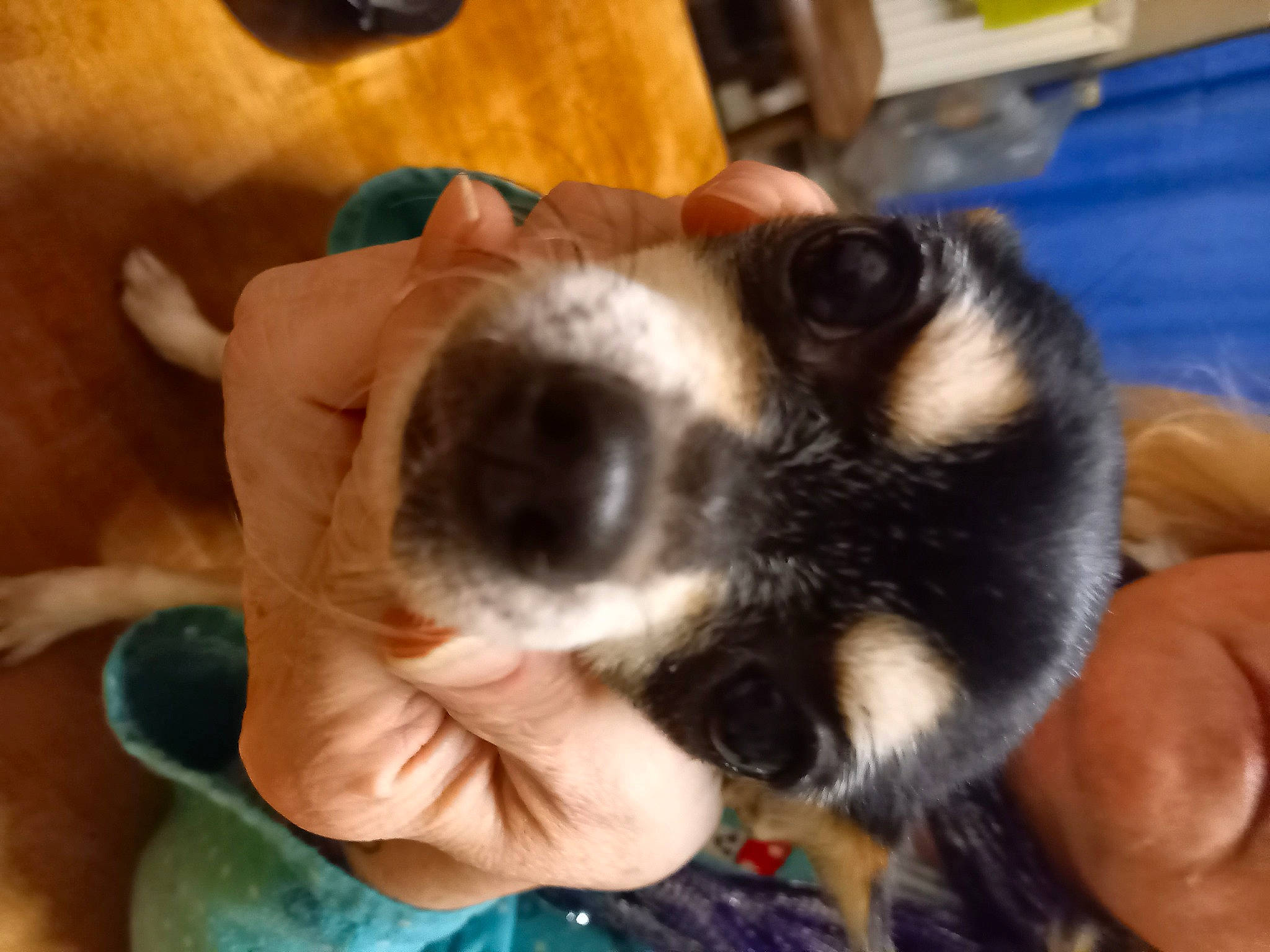 Chanelle a rejoint le concours — aidez-le/la à gagner de superbes lots ! boston_terrier, carnivore, claw, companion_dog, dog, dog_breed, felidae, finger, fur, hand, nail, non_sporting_group, paw, puppy_love, terrier, thumb, toy_dog, whiskers, working_animal, wrist