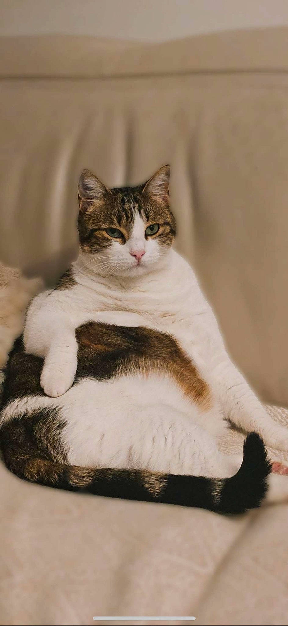 Patchou participe au concours pour gagner de l'argent avec cette photo : art, carnivore, cat, claw, domestic_short_haired_cat, felidae, foot, fur, paw, photo_caption, sitting, small_to_medium_sized_cats, snout, tail, terrestrial_animal, whiskers