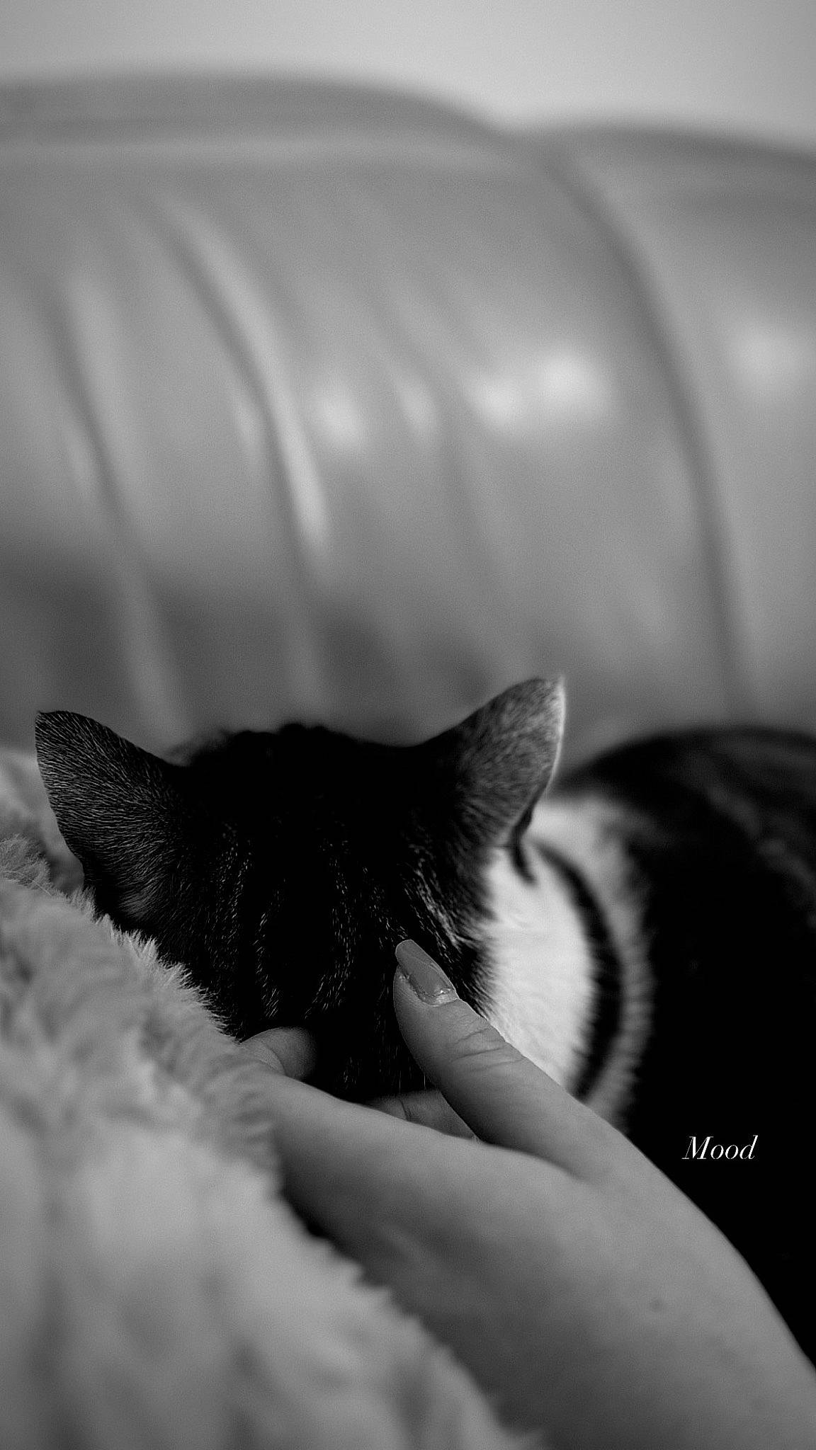 Patchou a rejoint le concours — aidez-le/la à gagner de superbes lots ! black, black_and_white, carnivore, cat, close_up, comfort, domestic_short_haired_cat, ear, eyelash, felidae, grey, human_leg, monochrome, monochrome_photography, paw, small_to_medium_sized_cats, snout, style, vertebrate, whiskers