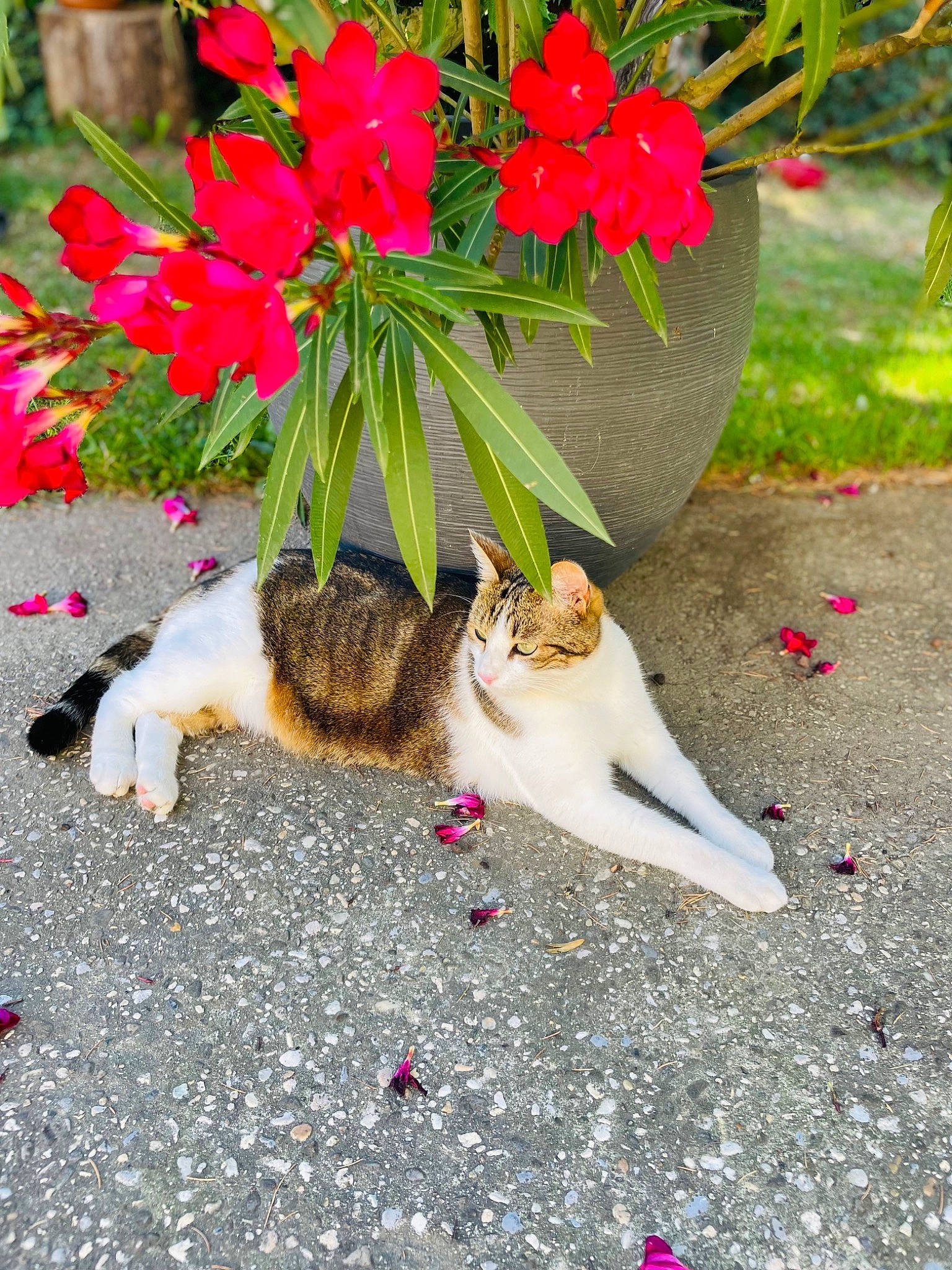 Patchou a rejoint le concours — aidez-le/la à gagner de superbes lots ! annual_plant, carmine, carnivore, cat, fawn, felidae, flower, flowering_plant, fur, grass, groundcover, herbaceous_plant, leaf, petal, pink, plant, road_surface, small_to_medium_sized_cats, tail, whiskers