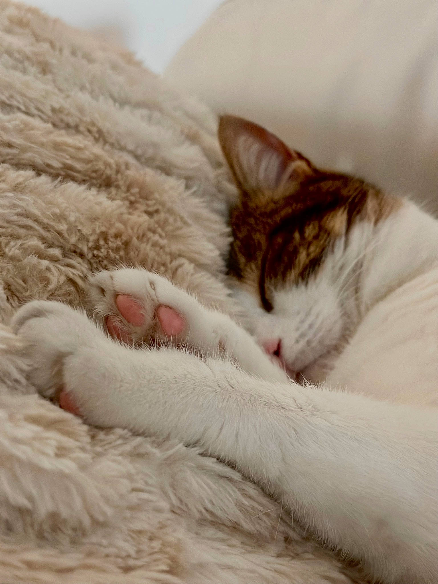 Patchou a rejoint le concours — aidez-le/la à gagner de superbes lots ! carnivore, cat, claw, comfort, domestic_short_haired_cat, felidae, fur, linens, nap, paw, sleep, small_to_medium_sized_cats, snout, tail, thread, whiskers, wool