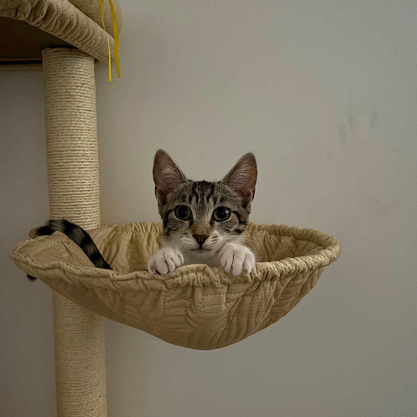 June a rejoint le concours — aidez-le/la à gagner de superbes lots ! cat, kitten, pet, animal, cute, indoor, cat_tree, hammock, paws, ears, fur, whiskers, playful, resting, looking, young, domestic, feline, cozy, curious