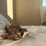 June participe au concours pour gagner de l'argent avec cette photo : cat, tabby_cat, bed, white_bedding, paw, sunlight, window, shadow, indoor, resting, cute, pet, feline, animal, cozy, relaxing, stretching, fur, whiskers, ears