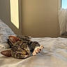 cat, tabby_cat, bed, white_bedding, paw, sunlight, window, shadow, indoor, resting, cute, pet, feline, animal, cozy, relaxing, stretching, fur, whiskers, ears