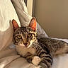 June a rejoint le concours — aidez-le/la à gagner de superbes lots ! cat, tabby, pet, animal, feline, bed, pillow, white, sunlight, indoor, resting, cute, whiskers, fur, relaxed, closeup, portrait, cozy, eyes, home