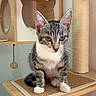 cat, kitten, tabby, white_paws, cat_tree, scratching_post, wooden_platform, playhouse, indoor, pet, feline, animal, cute, small, sitting, looking, ears, whiskers, fur, home