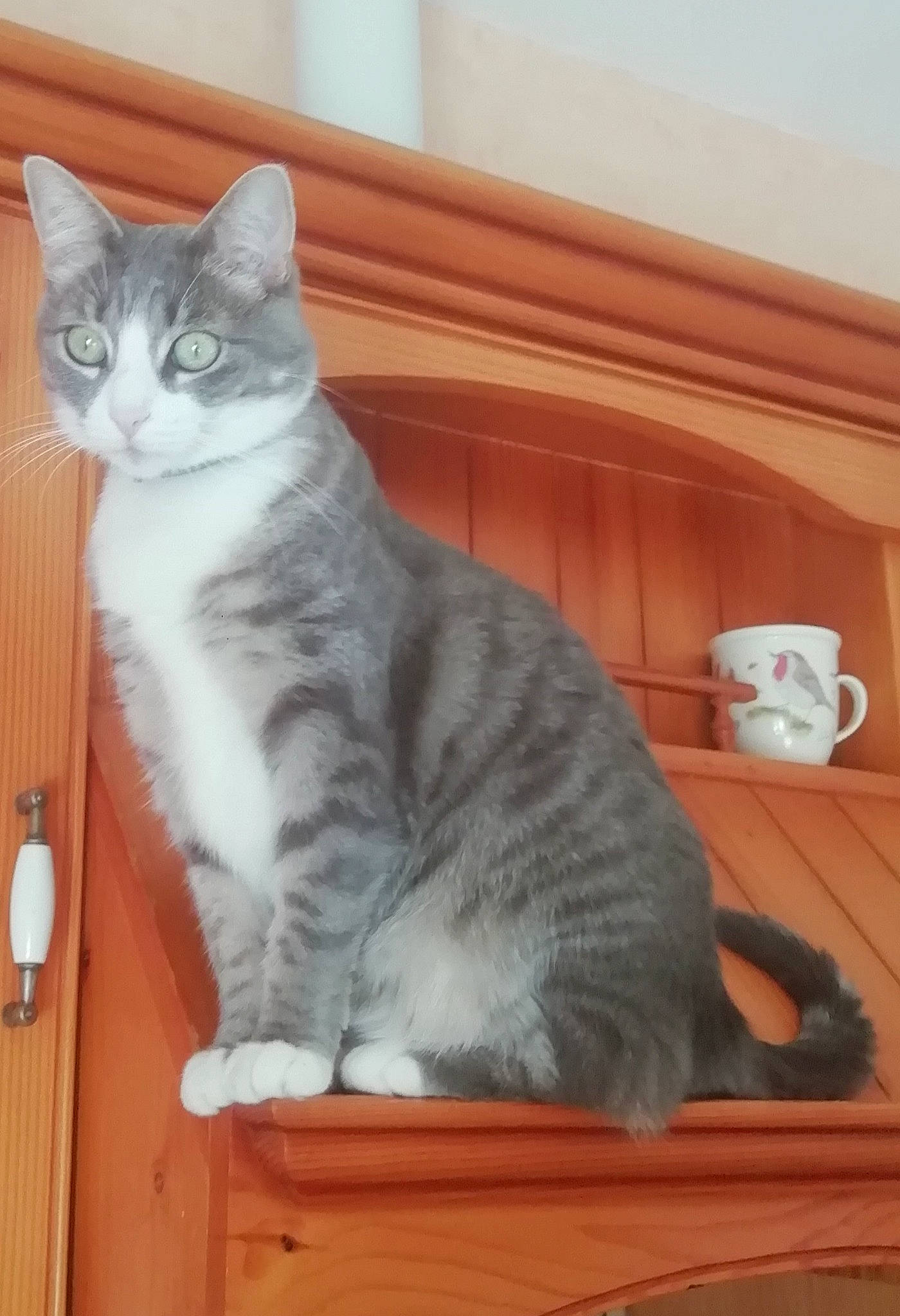 Baby a rejoint le concours — aidez-le/la à gagner de superbes lots ! carnivore, cat, coffee_cup, cup, domestic_short_haired_cat, drinkware, felidae, fur, grey, kitchen_utensil, mug, paw, pitcher, serveware, small_to_medium_sized_cats, tableware, tail, whiskers, window, wood