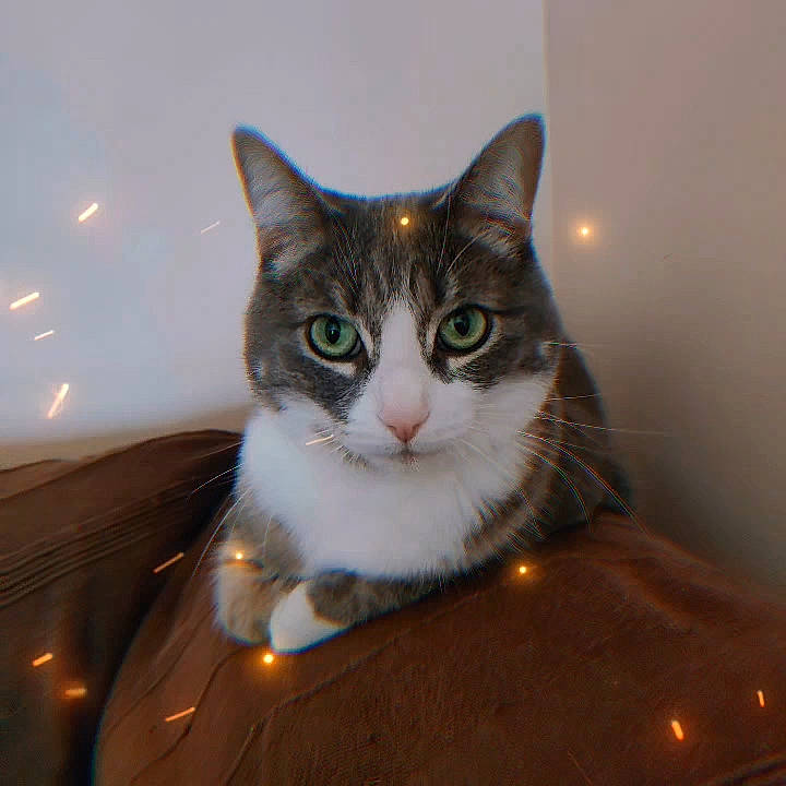 Baby a rejoint le concours — aidez-le/la à gagner de superbes lots ! box, carnivore, cat, ceiling, domestic_short_haired_cat, eye, felidae, fur, iris, paw, sitting, small_to_medium_sized_cats, snout, tail, tree, whiskers, window, wood