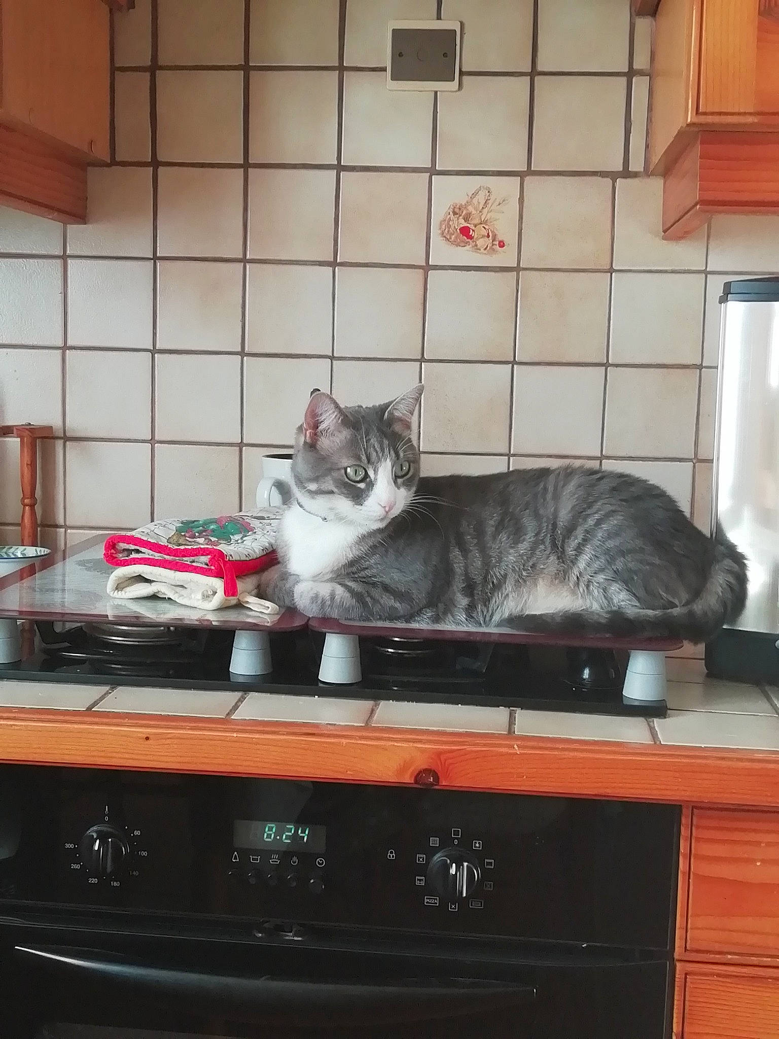 Baby participe au concours pour gagner de l'argent avec cette photo : box, cabinetry, carnivore, cat, chest_of_drawers, domestic_short_haired_cat, drawer, felidae, fur, grey, hardwood, room, shelf, shelving, shipping_box, small_to_medium_sized_cats, table, tail, whiskers, wood