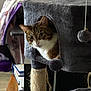 cat, tabby_cat, cat_condo, pet, furniture, toy, pom_pom, curious, indoor, cozy, scratching_post, fuzzy, brown, white, animal, cute, household, relaxed, resting, peeking