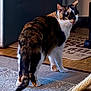 cat, calico, indoor, carpet, scratching_post, door, mat, paw_prints, fur, animal, pet, curious, looking_back, floor, whiskers, tail, ears, four_legs, domestic, home