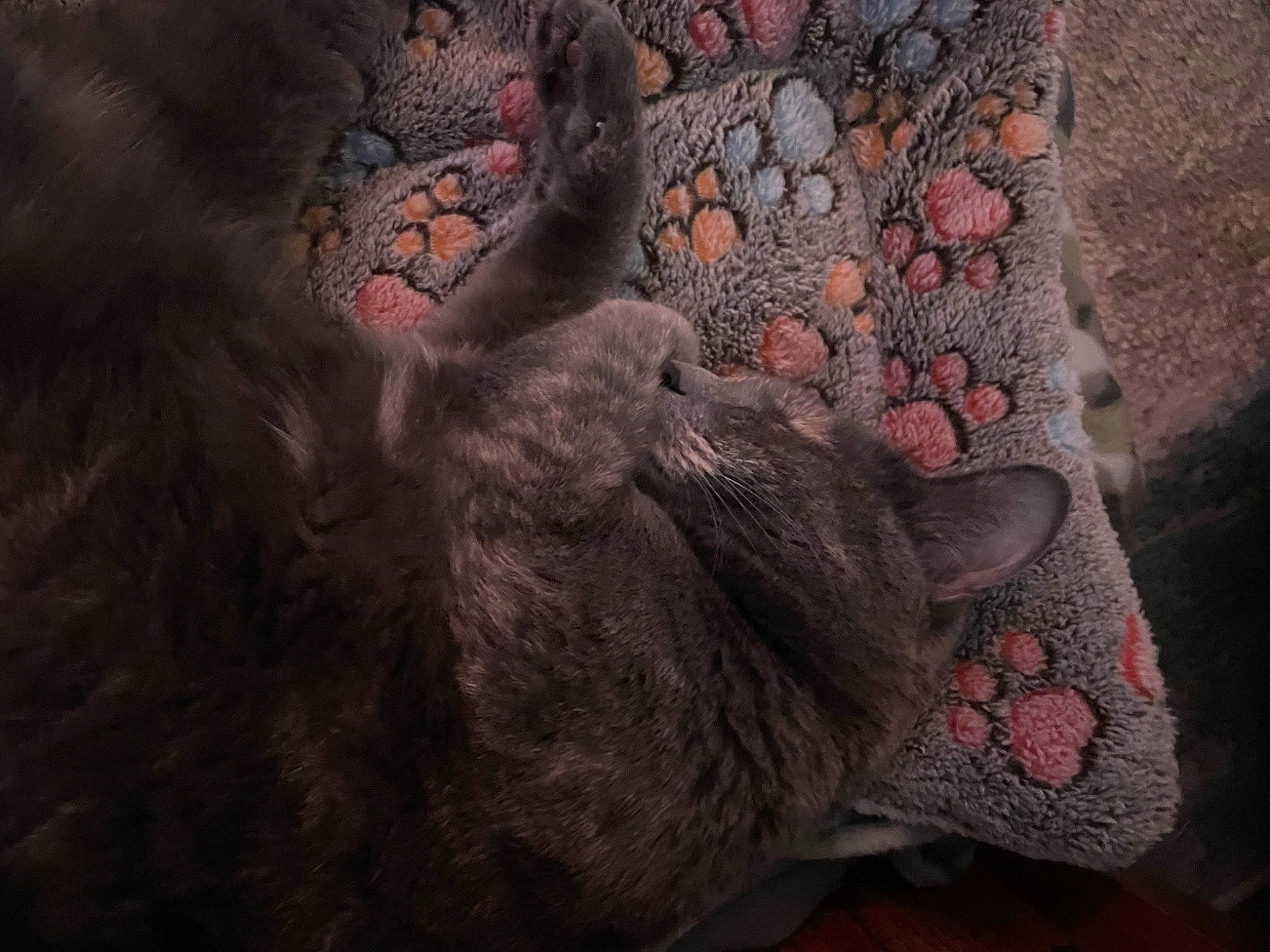 Luna joined the competition — help win amazing prizes! art, carmine, carnivore, cat, comfort, couch, domestic_short_haired_cat, fawn, felidae, fur, grey, human_leg, pattern, small_to_medium_sized_cats, snout, tail, tree, trunk, whiskers, wood