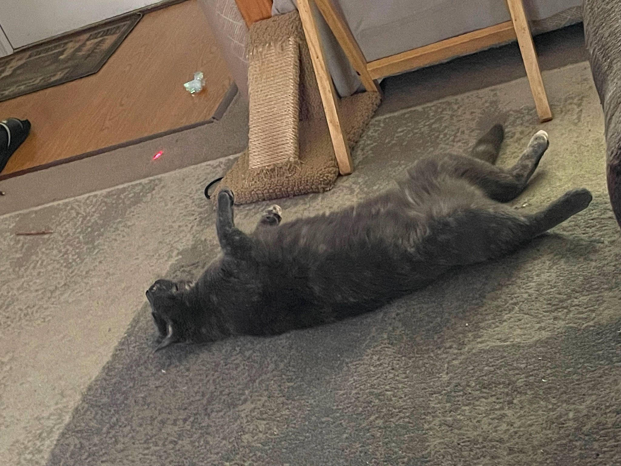 Luna is registered to the contest to win money with this photo: asphalt, carnivore, comfort, dog_breed, domestic_short_haired_cat, fawn, felidae, floor, flooring, fur, grey, road_surface, small_to_medium_sized_cats, snout, sporting_group, tail, terrestrial_animal, whiskers, wood, working_animal