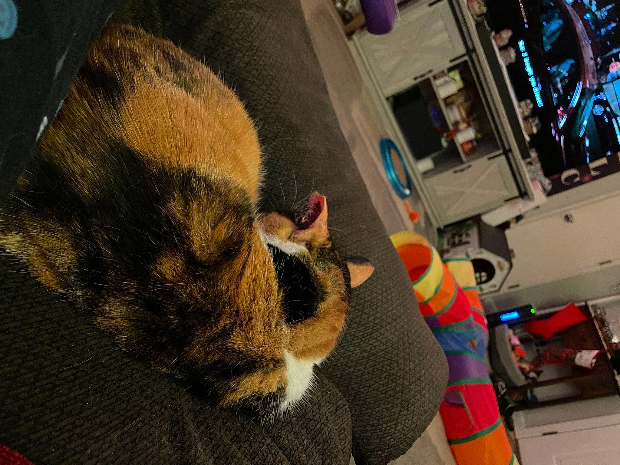 Kammi joined the competition — help win amazing prizes! canidae, carnivore, cat, claw, computer_hardware, dog_breed, domestic_short_haired_cat, fawn, felidae, flooring, fur, machine, nap, paw, small_to_medium_sized_cats, snout, tail, whiskers