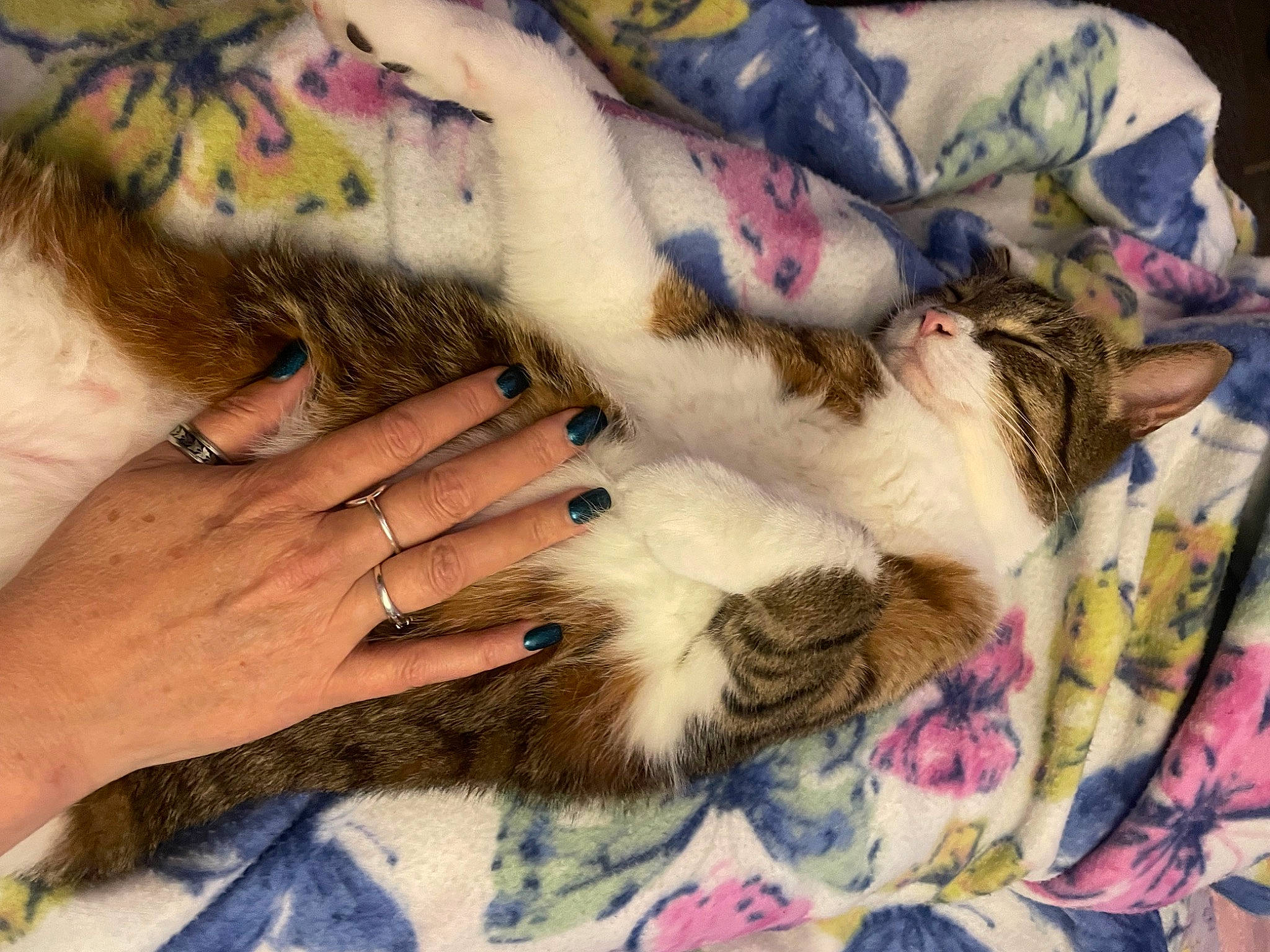 Burrow joined the competition — help win amazing prizes! carnivore, cat, claw, comfort, companion_dog, domestic_short_haired_cat, felidae, foot, fur, human_leg, lap, linens, nail, nap, paw, small_to_medium_sized_cats, temporary_tattoo, toe, whiskers, wrist