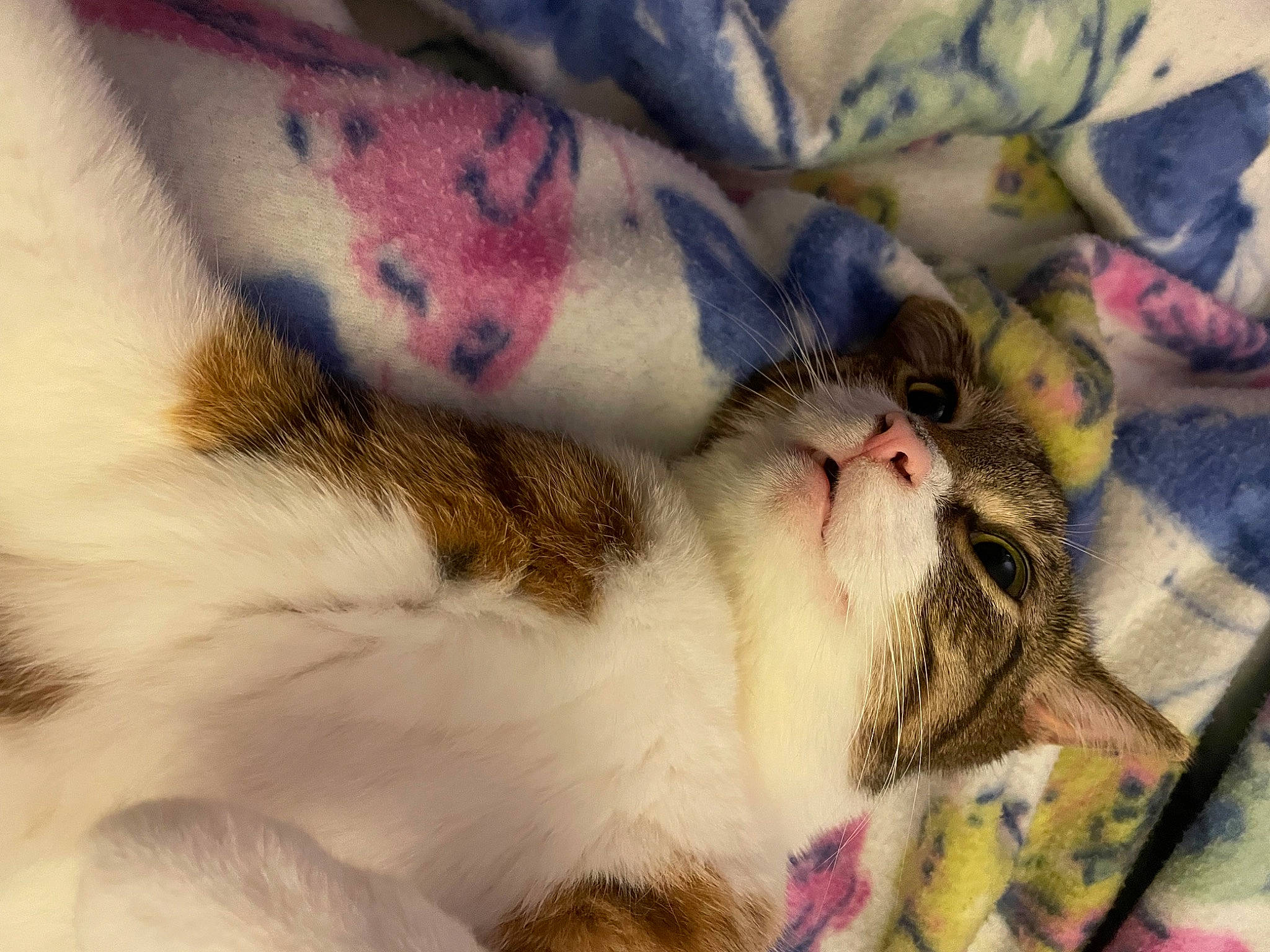 Burrow is registered to the contest to win money with this photo: art, bed, carnivore, cat, claw, close_up, comfort, domestic_short_haired_cat, felidae, foot, fur, linens, nap, pattern, paw, small_to_medium_sized_cats, tail, whiskers