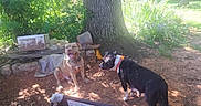 Buddha And Gotti joined the competition — help win amazing prizes! dog, dogs, outdoor, tree, shade, dirt, sunlight, collar, panting, pets, nature, greenery, summer, animal, canine, yard, relaxing, playful, companions, daytime