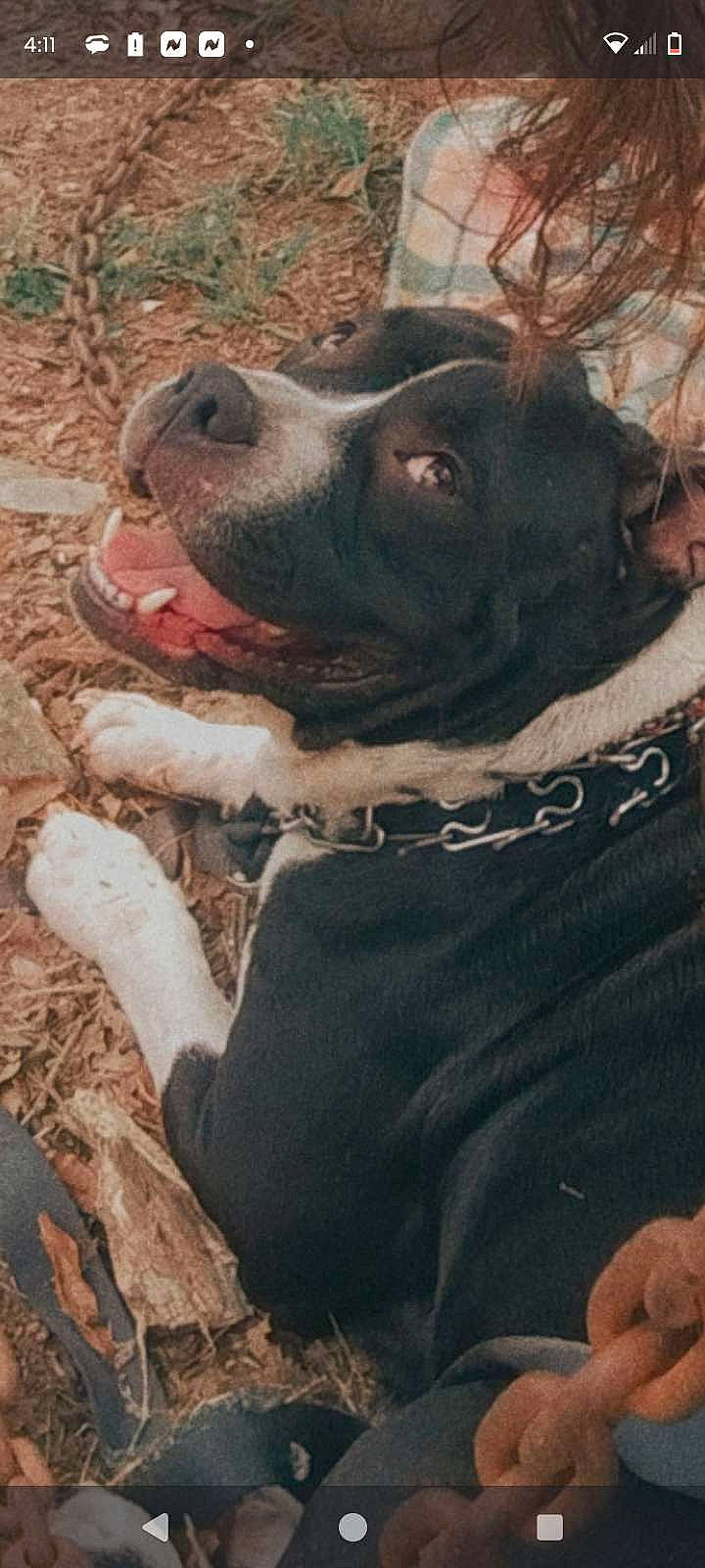 Buddha And Gotti