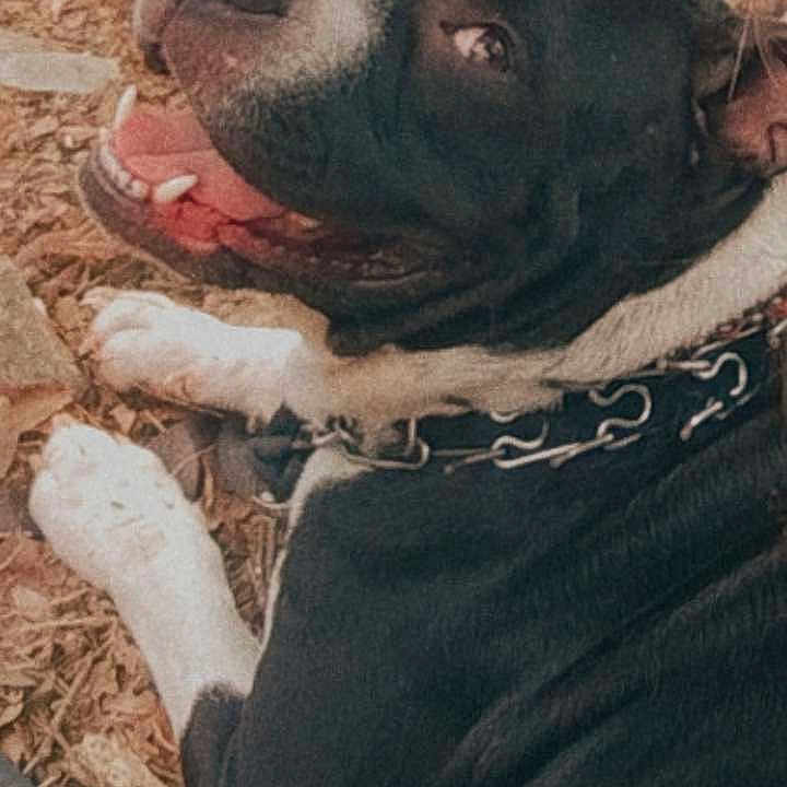 Buddha And Gotti