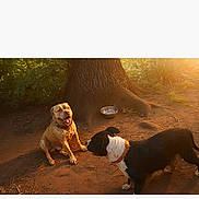 Buddha And Gotti joined the competition — help win amazing prizes! dog, dogs, outdoor, tree, sunlight, nature, pets, canine, animal, brown_dog, black_dog, collar, dirt, water_bowl, playful, sunset, daylight, happy, tongue_out, companions