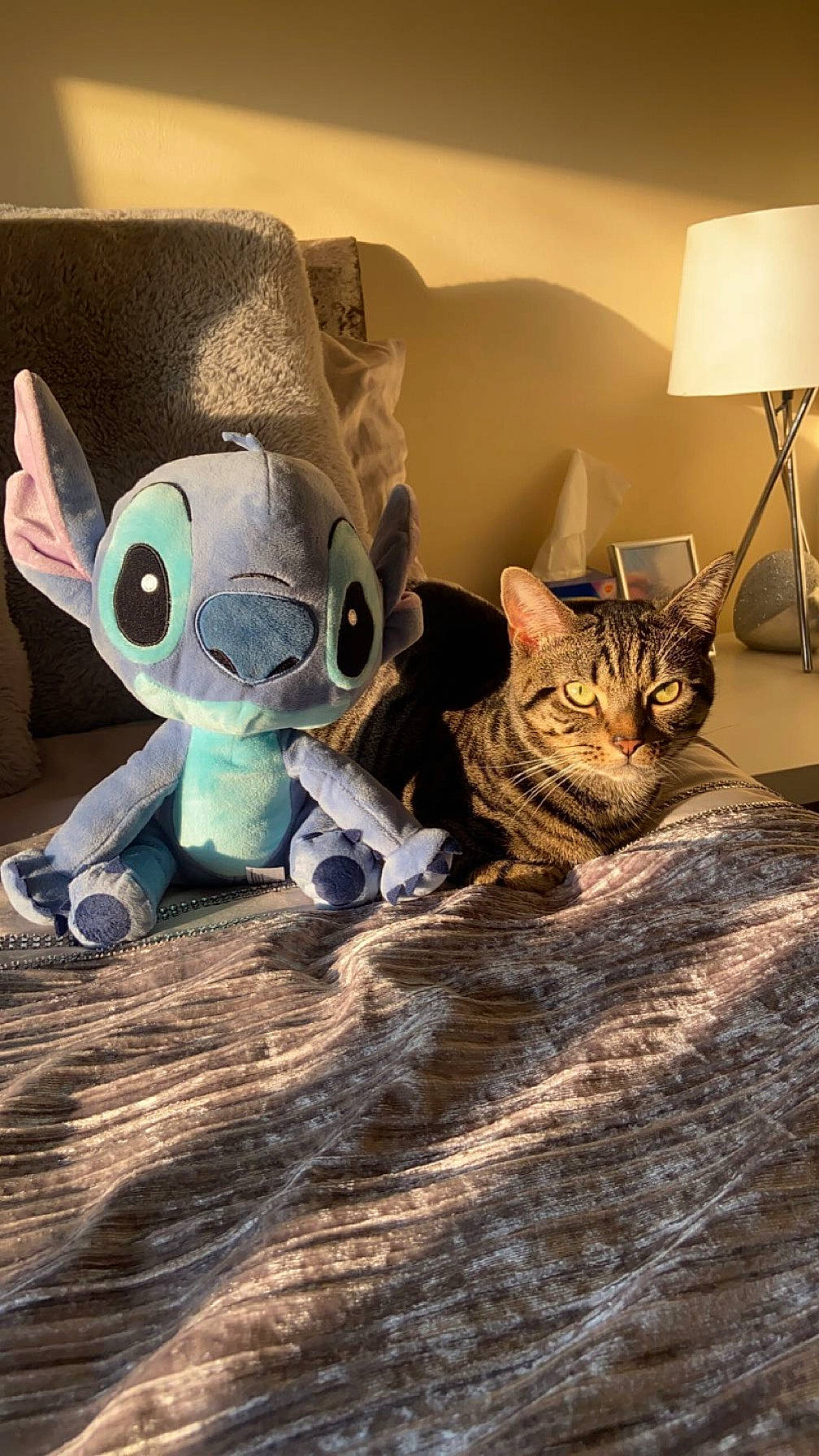 Chai joined the competition — help win amazing prizes! art, cat, comfort, domestic_short_haired_cat, fawn, felidae, fur, grey, lamp, mammal, rabbits_and_hares, small_to_medium_sized_cats, snout, stuffed_toy, tail, textile, toy, vertebrate, whiskers, wood