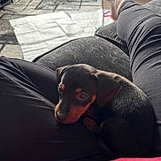 Onyx is registered to the contest to win money with this photo: puppy, dog, lap, person, black_fur, tan_fur, couch, legs, relaxing, indoor, carpet, blanket, casual_clothing, comfort, pet, cute, small_dog, resting, home, cozy