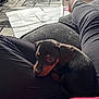 puppy, dog, lap, person, black_fur, tan_fur, couch, legs, relaxing, indoor, carpet, blanket, casual_clothing, comfort, pet, cute, small_dog, resting, home, cozy
