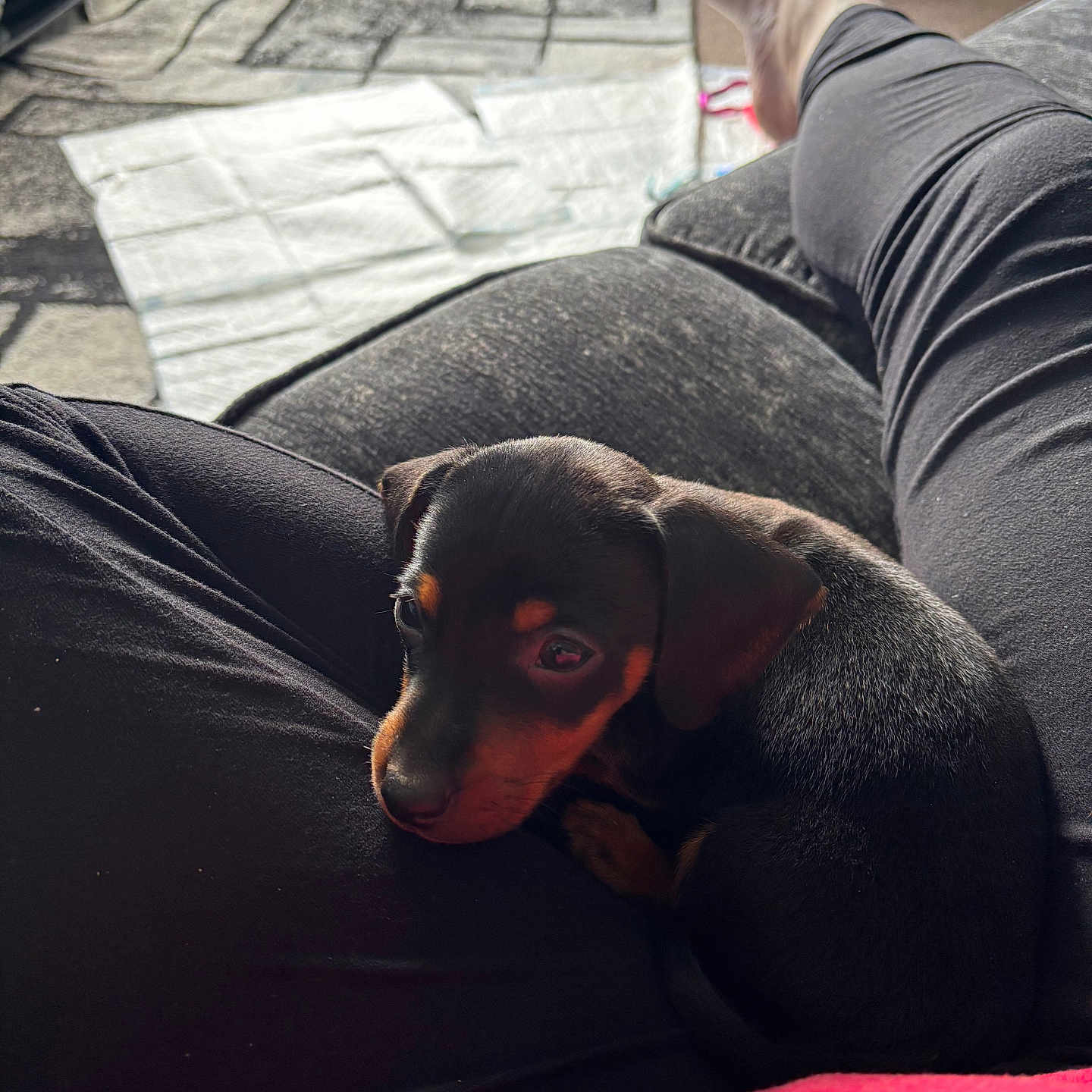 Onyx is registered to the contest to win money with this photo: black_fur, blanket, carpet, casual_clothing, comfort, couch, cozy, cute, dog, home, indoor, lap, legs, person, pet, puppy, relaxing, resting, small_dog, tan_fur